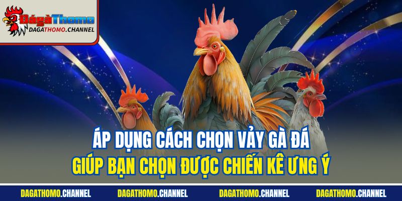 Áp dụng cách chọn vảy gà đá giúp bạn chọn được chiến kê ưng ý
