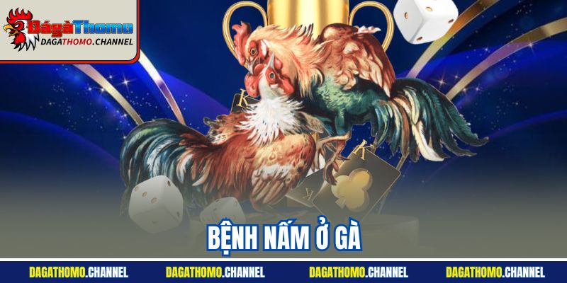 Bệnh Nấm Ở Gà | Nguyên Nhân Gây Bệnh Và Cách Ngừa 2025
