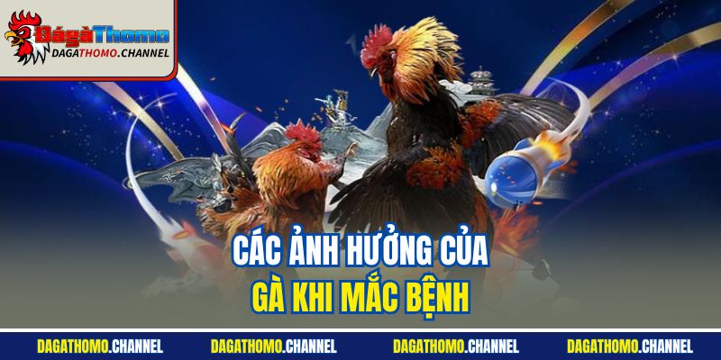 Các ảnh hưởng của gà khi mắc bệnh