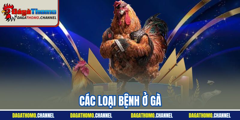 Các Loại Bệnh Ở Gà - Hướng Dẫn Nhận Diện Và Cách Phòng Ngừa