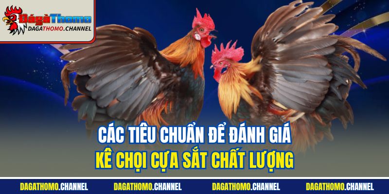 Các tiêu chuẩn để đánh giá kê chọi cựa sắt chất lượng