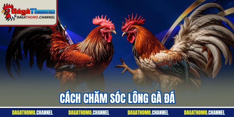 Cách Chăm Sóc Lông Gà Đá | Hướng Dẫn Từ Chuyên Gia 2025