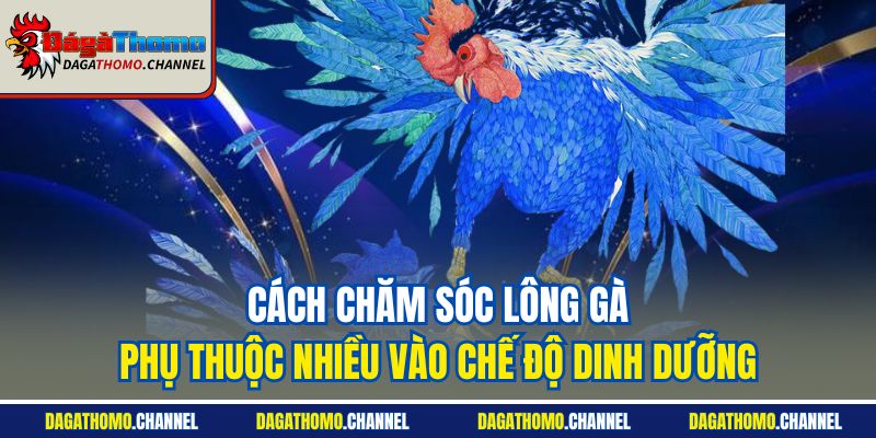 Cách chăm sóc lông gà phụ thuộc nhiều vào chế độ dinh dưỡng
