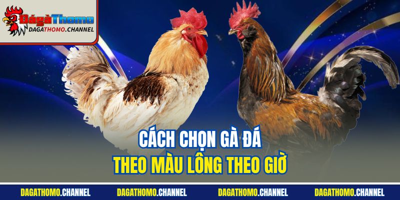 Cách chọn gà đá theo màu lông theo giờ