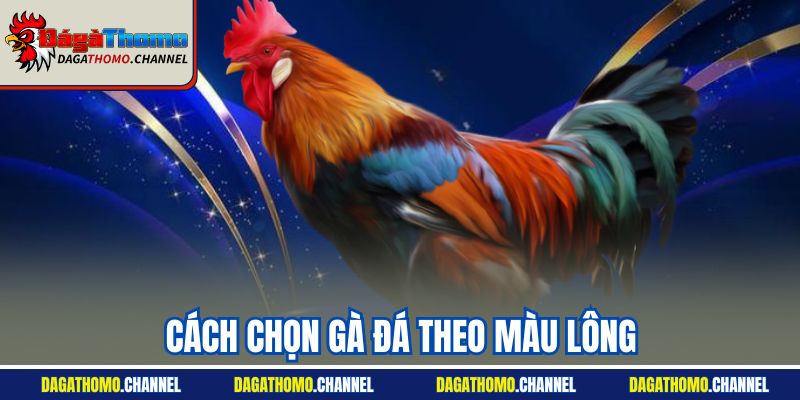 Cách Chọn Gà Đá Theo Màu Lông - Hướng Dẫn Bí Quyết Chính Xác