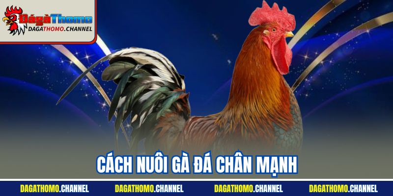 Cách Nuôi Gà Đá Chân Mạnh | Tips Hay Dễ Thắng Từ Sư Kê