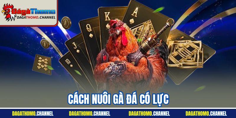 Cách Nuôi Gà Đá Có Lực - Bật Mí Những Bí Quyết Hiệu Quả Nhất
