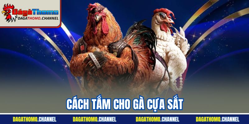 Cách Tắm Cho Gà Cựa Sắt | Thao Tác Chuẩn Chuyên Gia 2025