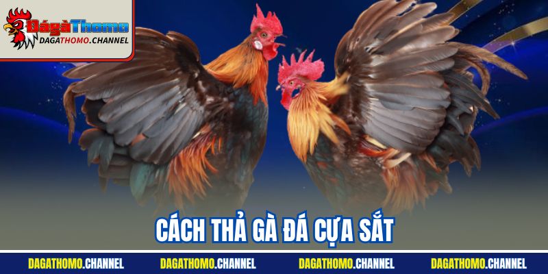 Cách Thả Gà Đá Cựa Sắt | Thủ Thuật Từ Chuyên Gia 2025
