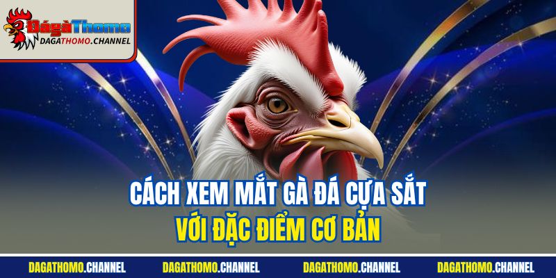 Cách xem mắt gà đá cựa sắt với đặc điểm cơ bản