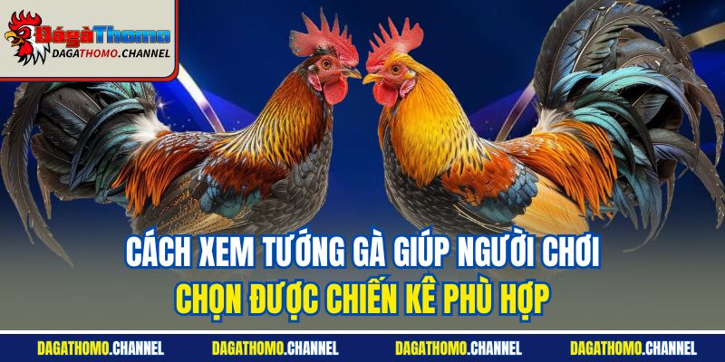 Cách xem tướng gà giúp người chơi chọn được chiến kê phù hợp