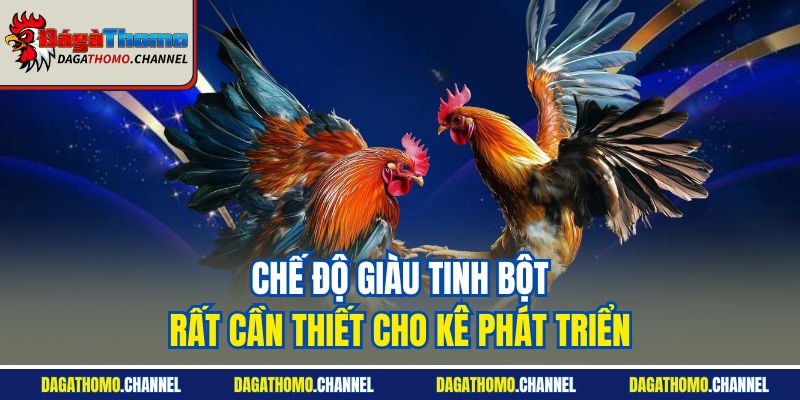 Chế độ giàu tinh bột rất cần thiết cho kê phát triển