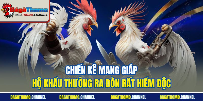 Chiến kê mang giáp hộ khẩu thường ra đòn rất hiểm độc