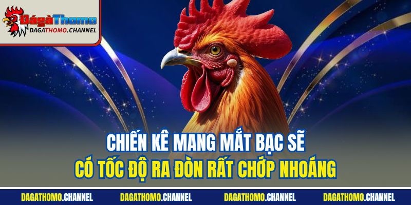 Chiến kê mang mắt bạc sẽ có tốc độ ra đòn rất chớp nhoáng