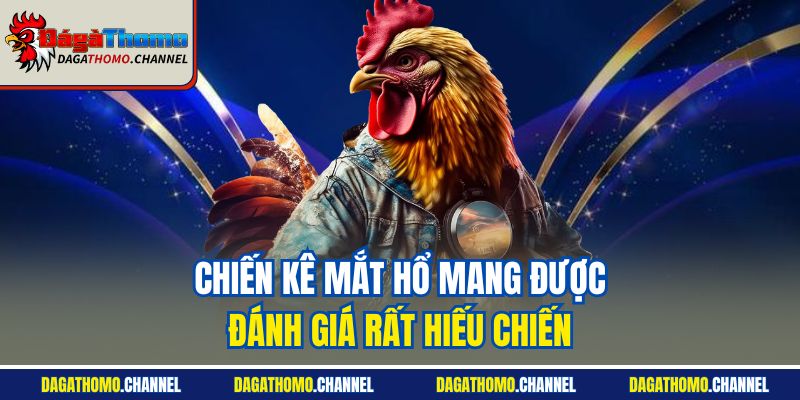 Chiến kê mắt hổ mang được đánh giá rất hiếu chiến