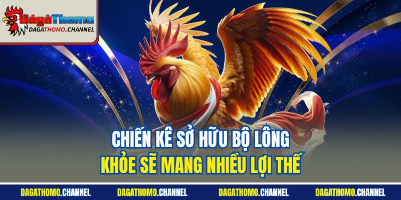 Chiến kê sở hữu bộ lông khỏe sẽ mang nhiều lợi thế