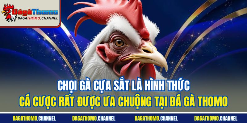Chọi gà cựa sắt là hình thức cá cược rất được ưa chuộng tại Đá gà Thomo
