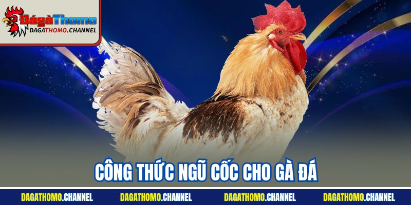 Công Thức Ngũ Cốc Cho Gà Đá - Bí Quyết Dinh Dưỡng Tốt Đa