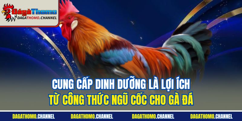 Cung cấp dinh dưỡng là lợi ích từ công thức ngũ cốc cho gà đá