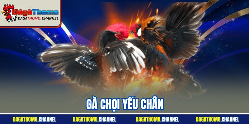 Gà Chọi Yếu Chân: Triệu Chứng, Nguyên Nhân Với Điều Trị