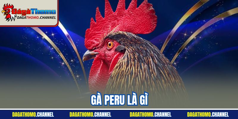 Gà Peru Là Gì - Hướng Dẫn Thông Tin Nhận Dạng Chính Xác