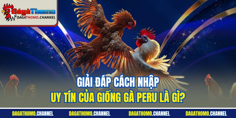 Giải đáp cách nhập uy tín của giống gà Peru là gì?