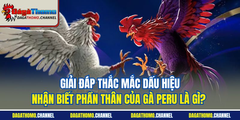 Giải đáp thắc mắc dấu hiệu nhận biết phần thân của gà Peru là gì? 
