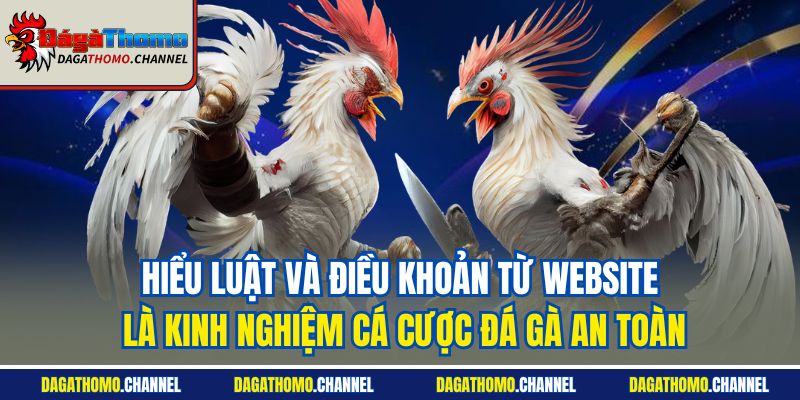 Hiểu luật và điều khoản từ website là kinh nghiệm cá cược đá gà an toàn