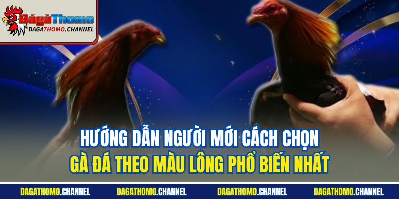 Hướng dẫn người mới cách chọn gà đá theo màu lông phổ biến nhất
