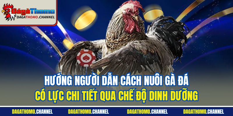 Hướng người dẫn cách nuôi gà đá có lực chi tiết qua chế độ dinh dưỡng