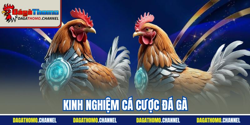 Kinh Nghiệm Cá Cược Đá Gà - Tiết Lộ Chiến Thuật Hiệu Quả Nhất