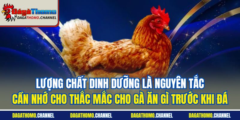 Lượng chất dinh dưỡng là nguyên tắc cần nhớ cho thắc mắc cho gà ăn gì trước khi đá