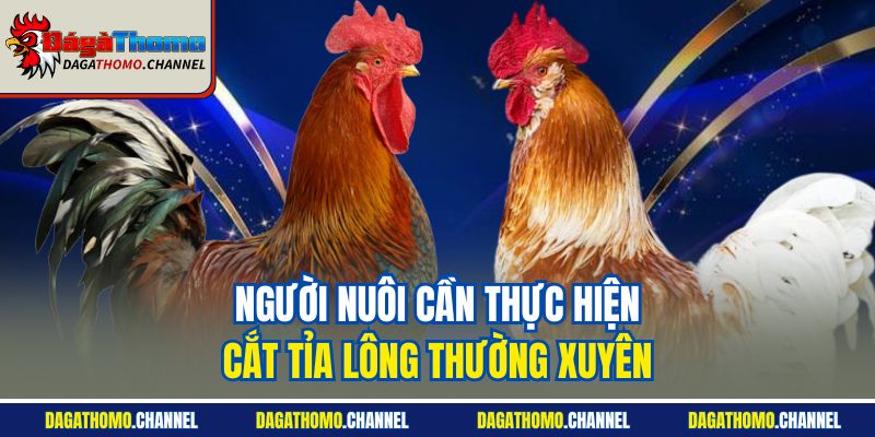 Người nuôi cần thực hiện cắt tỉa lông thường xuyên