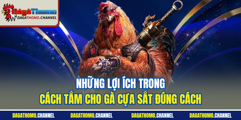 Những lợi ích trong cách tắm cho gà cựa sắt đúng cách