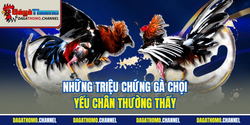 Những triệu chứng gà chọi yếu chân thường thấy