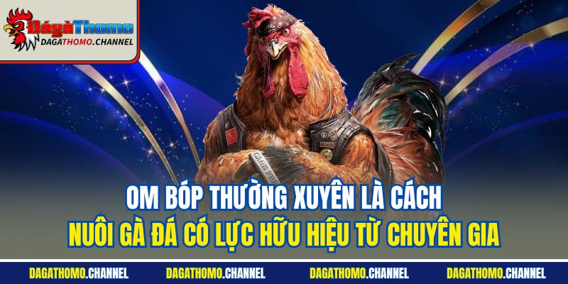 Om bóp thường xuyên là cách nuôi gà đá có lực hữu hiệu từ chuyên gia
