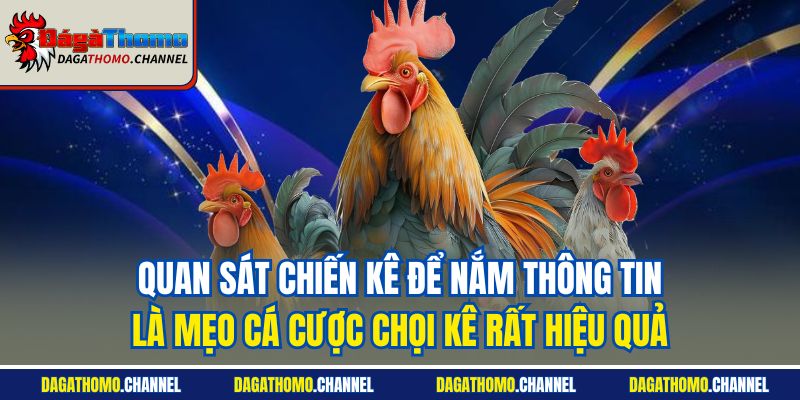 Quan sát chiến kê để nắm thông tin là mẹo cá cược chọi kê rất hiệu quả