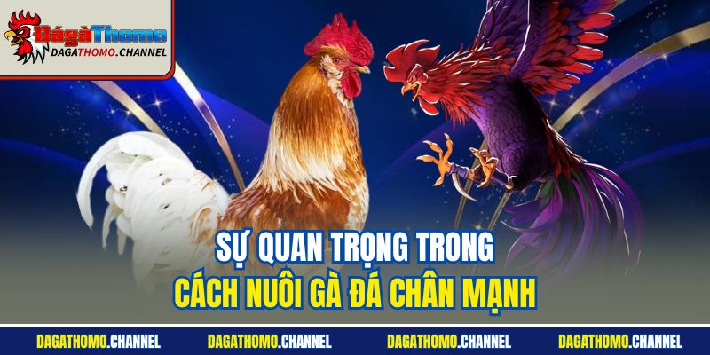 Sự quan trọng trong cách nuôi gà đá chân mạnh
