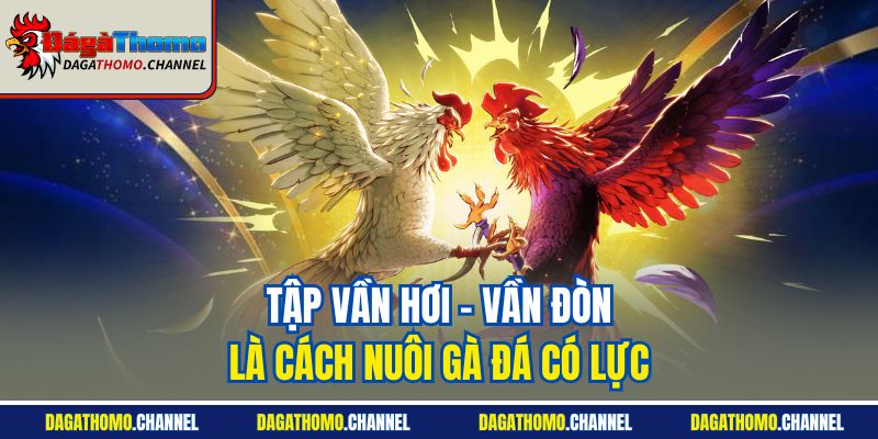 Tập vần hơi - vần đòn là cách nuôi gà đá có lực