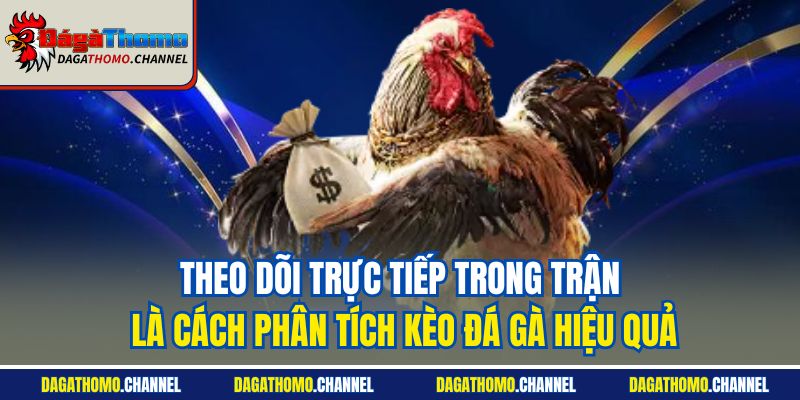 Theo dõi trực tiếp trong trận là cách phân tích kèo đá gà hiệu quả