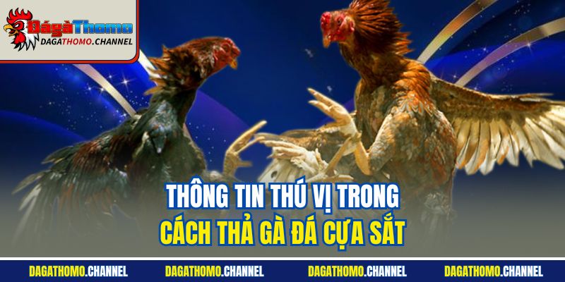Thông tin thú vị trong cách thả gà đá cựa sắt