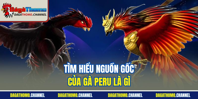 Tìm hiểu nguồn gốc của gà Peru là gì