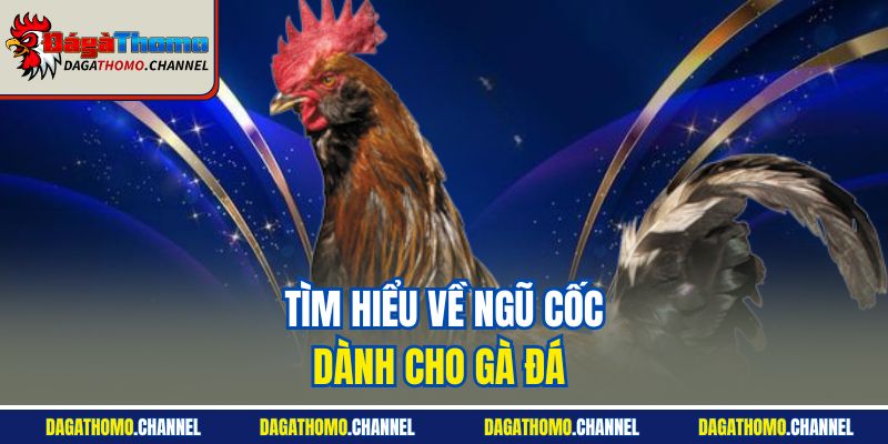 Tìm hiểu về ngũ cốc dành cho gà đá 