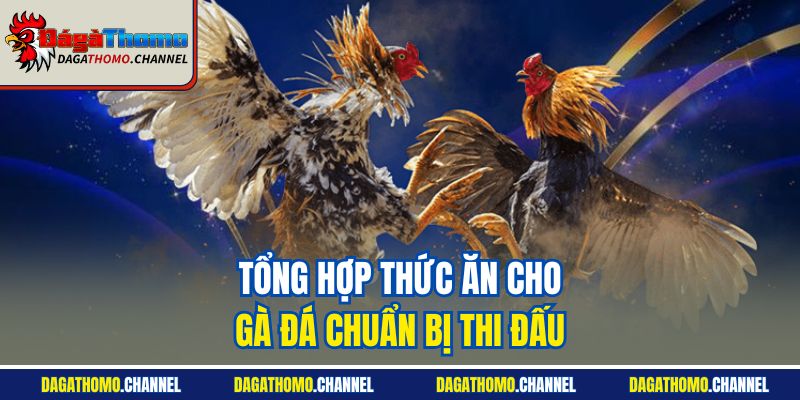 Tổng hợp thức ăn cho gà đá chuẩn bị thi đấu