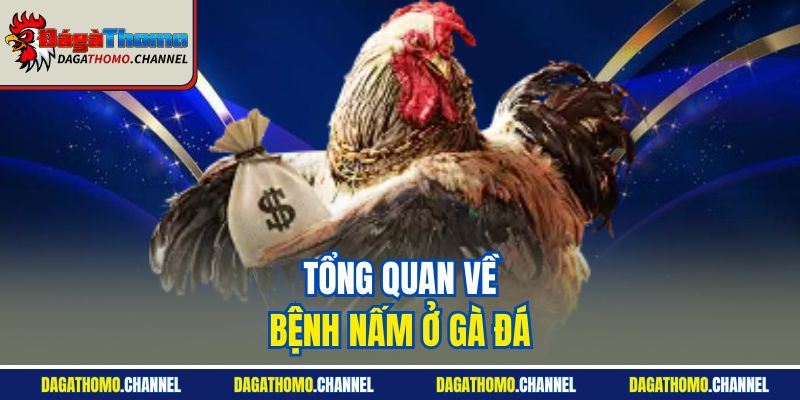 Tổng quan về bệnh nấm ở gà đá