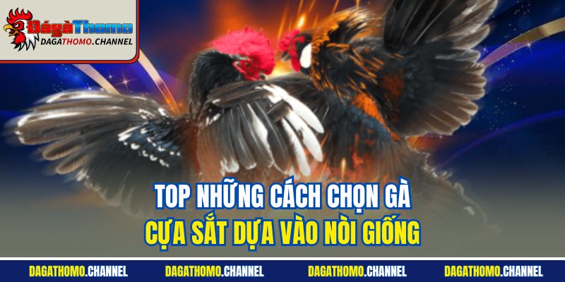 Top những cách chọn gà cựa sắt dựa vào nòi giống