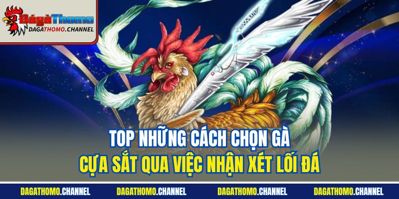 Top những cách chọn gà cựa sắt qua việc nhận xét lối đá