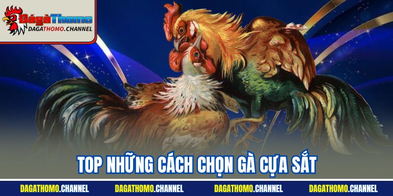 Top Những Cách Chọn Gà Cựa Sắt| Bật Mí Dấu Hiệu Chính Xác