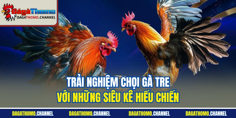 Trải nghiệm chọi gà tre với những siêu kê hiếu chiến